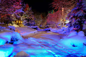 夜間樹上掛滿彩色節日燈光的雪景冬日場景。 — 冬季 壁紙