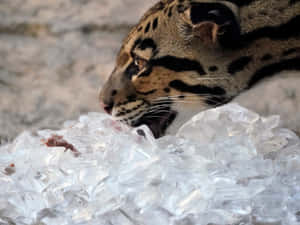 雲豹從冰塊中進食肉類 — 野生動物 壁紙