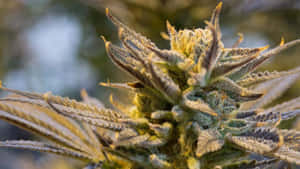 霜覆蓋的大麻花蕾特寫，帶有詳細的毛狀體和鋸齒狀葉子。 — 黎明 壁紙