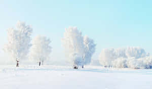 在清澈的藍色冬日天空下，雪地上的霜樹。 — 冬季風景 壁紙