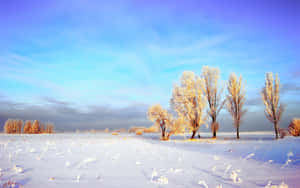 晴朗藍天下雪地中的霜凍冬季樹木。 — 冬季風景 壁紙