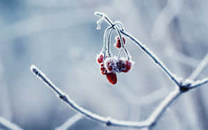 冬天雪枝上的冷凍紅莓 — 2560x1600 壁紙