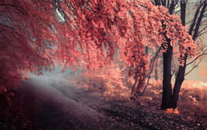 霧中一棵紅樹 — 秋季桌面 壁紙