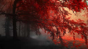 霧林中的紅葉樹木，夕陽 — 魔法森林 壁紙