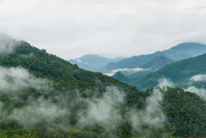 霧氣瀰漫的綠色山脈被森林覆蓋，霧氣在山谷間飄蕩。 — 美學雲朵 壁紙