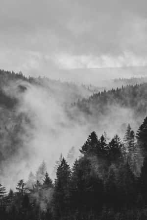 霧氣瀰漫的森林山谷，松樹和霧氣在陰天籠罩下。 — 簡約暗黑美學 壁紙