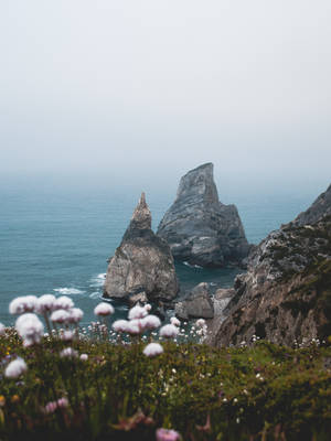 沿著霧氣瀰漫的海岸線，懸崖上佈滿岩石形態和野花。