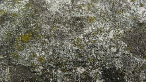 在紋理岩石表面生長的苔蘚和地衣特寫。 — 洞穴 壁紙