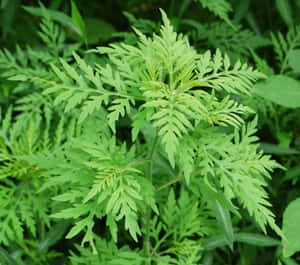 豚草圖片 — 花園 壁紙