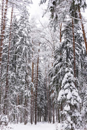 寧靜冬日森林中積雪的松樹。 — 冬季風景 壁紙