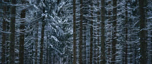 黃昏時分，寂靜的冬日森林中積雪覆蓋的松樹。 — 冬季風景 壁紙