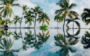 棕櫚樹倒映在藍天白雲下的靜止水面。 — 熱帶 壁紙