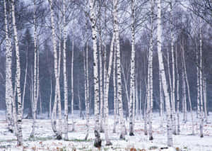 寧靜冬季森林中積雪的白樺樹。 — 冬季風景 壁紙