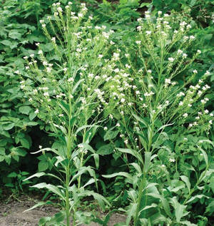 在花園中生長的高大綠色植物，開著白色花朵。 — 蔬菜 壁紙