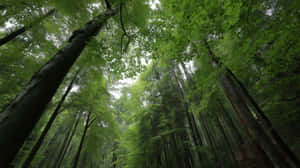 茂密綠色森林中的高大樹木，霧氣穿過樹冠過濾 — 天空 壁紙
