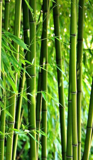 陽光下帶葉的高大綠色竹莖 — 自然 壁紙