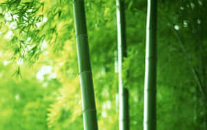 陽光照射的綠色森林中的高大竹莖，背景柔和模糊。 — 竹子 壁紙