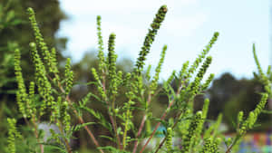 自然戶外環境中的高大綠色開花植物，背景模糊。 — 花園 壁紙