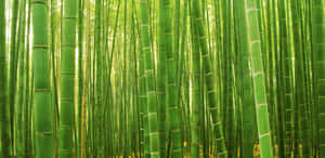 高大的綠色竹竿形成茂密的森林，陽光透過其中。 — 竹子 壁紙