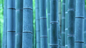 森林中高大的竹莖，背景柔和綠色。 — 竹子 壁紙