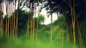 白天在茂密綠色森林中的高大竹莖 — 竹子 壁紙