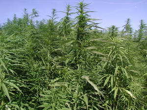 晴朗藍天下高大綠色大麻植物的田野。 — 酷炫大麻 壁紙