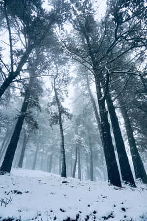 白雪覆蓋的松樹在霧濛濛的冬季森林中高高聳立。 — 小米平板 9 Pro 壁紙