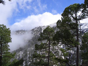 松樹前有一座雪山，雲霧飄過山谷。 — 自然 iPhone 壁紙