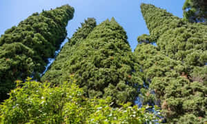 高聳的柏樹，樹葉茂密翠綠，映襯著清澈的藍天。 — 精細 壁紙