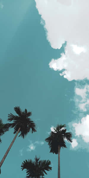 棕櫚樹在藍綠色天空和白雲的襯托下形成剪影。 — 藍天 壁紙