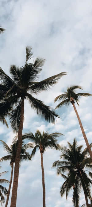 高大的棕櫚樹伸入多雲的天空 — POCO C81x 壁紙