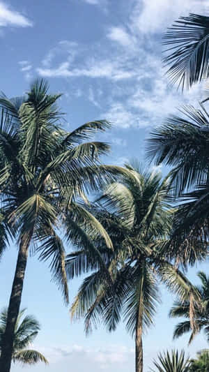 棕櫚樹伸向帶有零星雲朵的藍天。 — 舊金山 iPhone 壁紙
