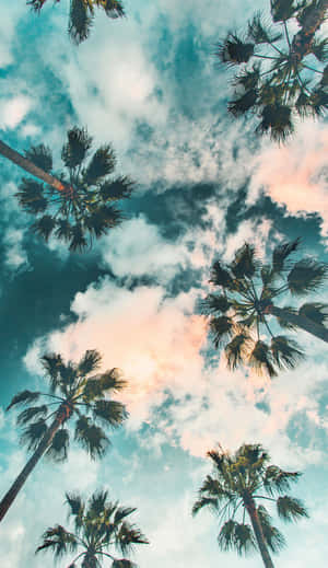 棕櫚樹伸向色彩繽紛的日落天空，天空中有蓬鬆的雲朵。 — 棕櫚樹日落 壁紙