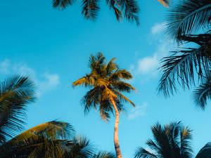 棕櫚樹伸向明亮的藍天，天空中有散落的雲朵。 — 棕櫚樹 壁紙
