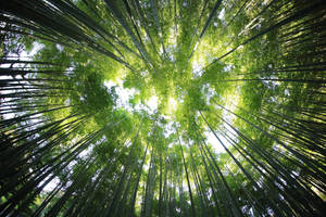 穿過茂密竹林樹冠向上望向明亮天空的景色。 — 竹子 壁紙
