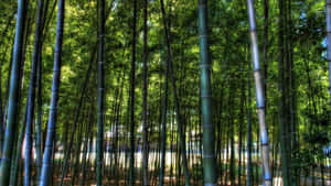 在茂密的森林中，高大的竹莖和綠葉過濾著陽光。 — 竹子 壁紙