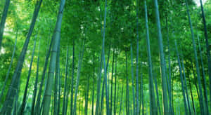 茂密森林中高大的綠色竹莖，陽光穿過樹葉灑落。 — 竹子 壁紙