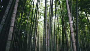 茂密森林中的高大竹莖，斑駁的陽光透過綠葉灑落。 — 自然 壁紙