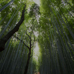 茂密的竹林，高大的竹莖和綠葉營造出自然的大教堂效果。 — 自然 iPhone 壁紙