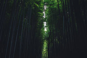 穿過茂密竹林的小徑，有高大的竹莖和斑駁的光線。 — 竹子 壁紙