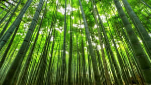 在茂密的綠色森林中，高大的竹莖伸向太陽。 — 竹子 壁紙