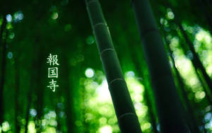 帶有日文字元和柔和發光效果的竹林。 — 竹子 壁紙