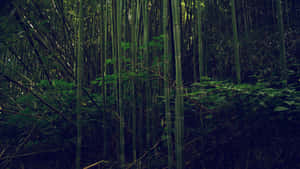 陰暗森林中的高大竹莖和綠葉。 — 自然 壁紙