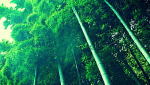 高大的竹樹，枝葉繁茂，綠意盎然，伸向天空。 — 竹子 壁紙