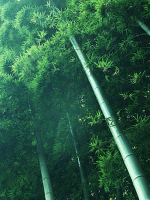 高大的竹樹，綠葉在森林中過濾陽光。 — 竹子 壁紙
