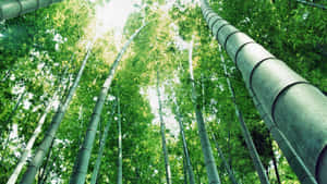 高聳的竹莖穿過茂密的綠色樹冠，伸向太陽。 — 竹子 壁紙