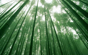 高大的竹樹聳立於霧氣瀰漫的森林樹冠中，光線柔和而過濾。 — 竹子 壁紙