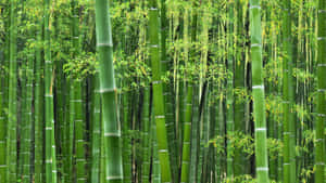 茂密的竹林，有高大的綠色竹莖和新鮮的葉子 — 竹子 壁紙