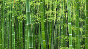 茂密森林中的高大綠色竹莖，陽光穿過樹葉灑落。 — 竹子 壁紙