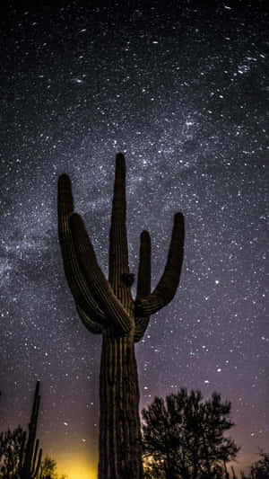 薩瓜羅仙人掌在星空沙漠夜空下，銀河可見。 — 暮光 壁紙